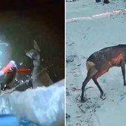 Strážníci zachránili topící se srnu z řeky