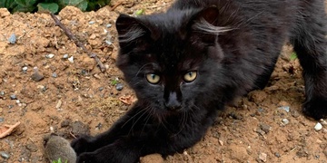 Pomozte prosím najít kocourka Buče