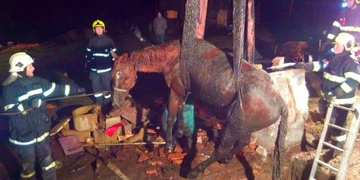 Záchrana topícího se koně