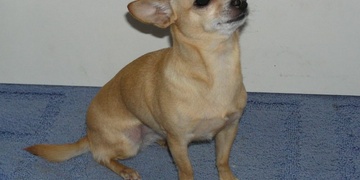 Hledá se fenka čivavy Amálka