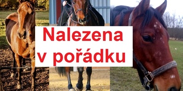Kobylka Magda byla nalezena, děkujeme!