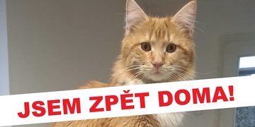 Pátrání bylo ukončeno, Archie je doma!