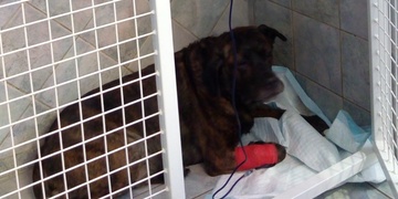 Pozor na otravu psů