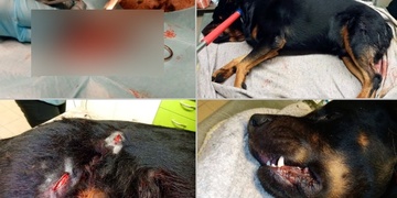 Bucka ubodal opilý agresor nožem