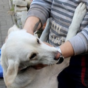 Na návštěvě za fenkou Jessy, psem který zachránil 5 lidí