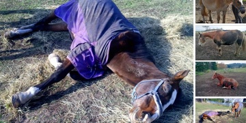 Tragický život klisny ukončila bolestná a zbytečná smrt