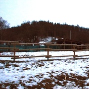 Klokana někdo zastřelil