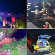 Střet motocyklu s jelenem - zvíře nepřežilo a život jezdce bojovali