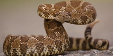 Chovatele v Bolevci uštknul chřestýš