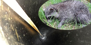 Vyproštění mývala z vrtu