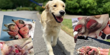 Pejskaři pozor, venčení v tomto počasí může vašim čtyřnohým parťákům způsobit doslova utrpení