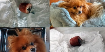 Pozor, párek se žiletkami