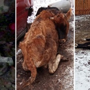 Mrtvá a umírající zvířata na farmě - "Čirá hrůza! Prostě peklo!" komentovali dnes situaci všichni přítomní
