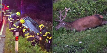 Střet osobního vozu s jelenem