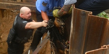 Záchrana srnečka ve Škodovce