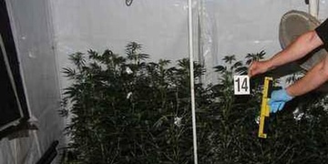 Pěstírna konopí ve sklepě i na vysokoškolských kolejích