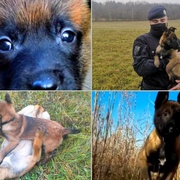 Představujeme posilu plzeňské policie Uxíka