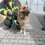 Dne 16.05.2025 přivezena fena z katastru OBCE BDENĚVEC, jelikož jí navždy odešel páníček.