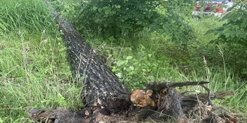 Vzrostlý strom padl na stan, ve kterém se nacházel muž