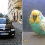 Andulka v hospodě, ukradené auto a muž v křoví