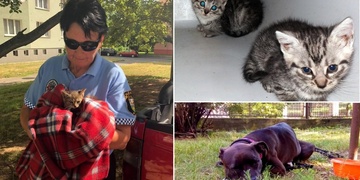 Uvízlé kotě i opuštěná, uvázaná fenka