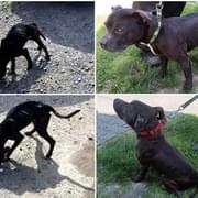 Otřesné týrání psů v Plzni Liticích - pokračování