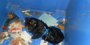 V Plzni vyhodili jezevčíka do kontejneru