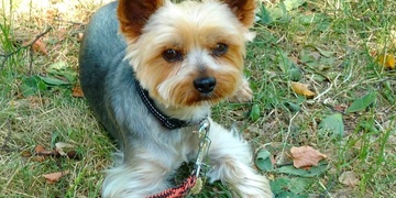 Malému Rockymu jde o život, prosím pomozte