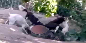 Úděsné týrání zvířat na takzvané chovné farmě