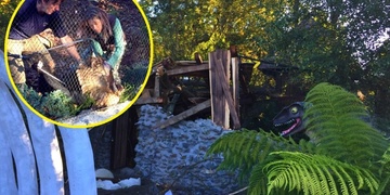 V ZOO zbytečně spadl staletý strom, zranil zvířata a mohl zabít i lidi!