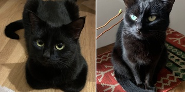 Pomozte prosím najít kočičku Háda