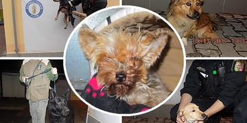 Vážně týraná fenka a dalších pět zachycených psů v Plzni