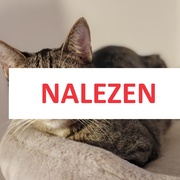 Doyle je nalezen