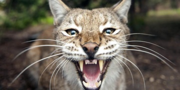 Rys v ZOO pokousal malého chlapečka