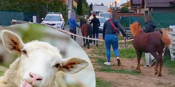 Strážníci odchytávali ovce, kočky, řidiče, psy a poníky