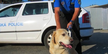 Muž v Plzni ukradl přivázanou fenku Labradora