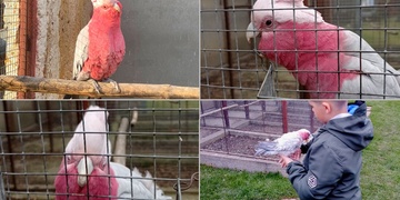 Desetiletý chovatel Jakub přišel o papoušky Kakadu