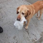 Peníze do útulku přinesl labrador Denny, který odtud k páníčkovi přišel před 10 lety.