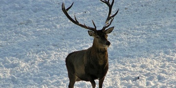 Muž upytlačil nádherného dvanácteráka