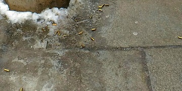 Náboje se válely na ulici