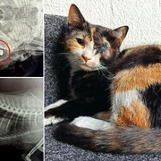 Cecilka nevýslovně trpí kvůli potřebě nějakého idiota zastřílet si do živého