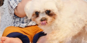 Toryk je ztracený již více než týden