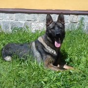 Chujo pocuchal dalšího pachatele!