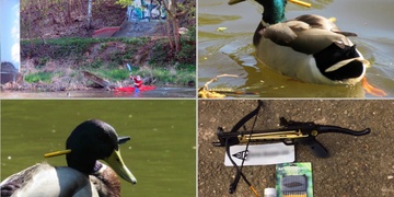 Z kačera si někdo udělal cvičný terč