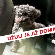 Džuli je již doma, majitelé děkují za pomoc
