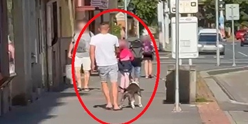 Krvavý útok na zahradě v Plzni, muž pro zábavu poštval psa na králíka a sledoval jeho smrt