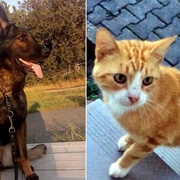Ztracená fenka a nalezený kocourek