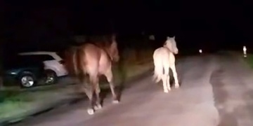 Dva koně vyrazili na noční výlet