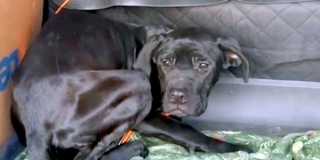 Zubožená fenka skončila v útulku