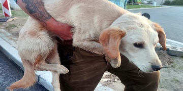 Po dálnici D5 pobíhal vyděšený labrador